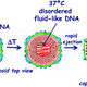 Illustration for article titled This Viral DNA Infects Cells by Changing From a Solid to a Liquid